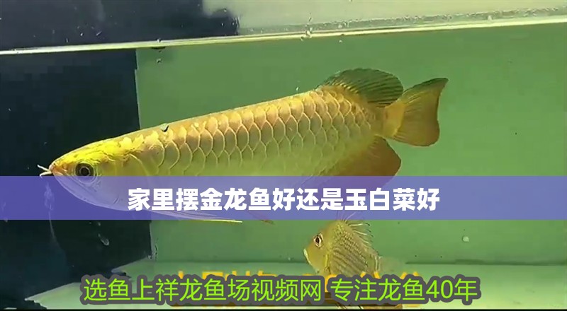家里擺金龍魚好還是玉白菜好