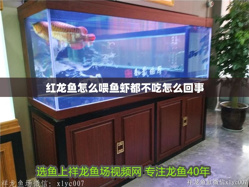 紅龍魚怎么喂魚蝦都不吃怎么回事 紅龍魚怎么喂魚蝦都不吃怎么回事 龍魚百科 第1張