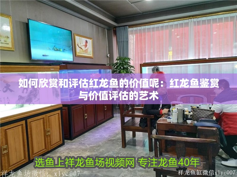 如何欣賞和評估紅龍魚的價值呢：紅龍魚鑒賞與價值評估的藝術