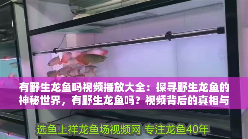 有野生龍魚嗎視頻播放大全：探尋野生龍魚的神秘世界，有野生龍魚嗎？視頻背后的真相與探索