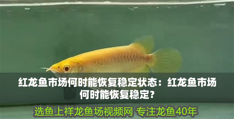 紅龍魚市場何時能恢復穩定狀態：紅龍魚市場何時能恢復穩定？