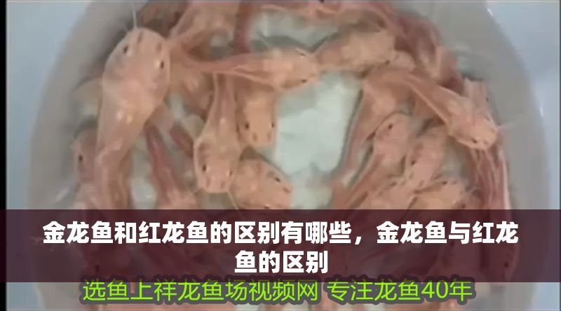 金龍魚和紅龍魚的區(qū)別有哪些，金龍魚與紅龍魚的區(qū)別