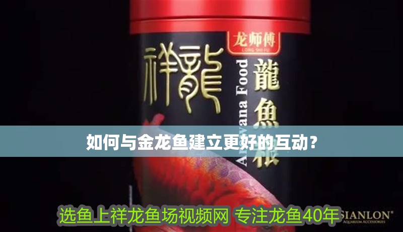 如何與金龍魚建立更好的互動？