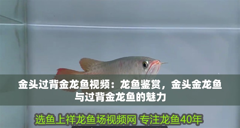 金頭過背金龍魚視頻：龍魚鑒賞，金頭金龍魚與過背金龍魚的魅力