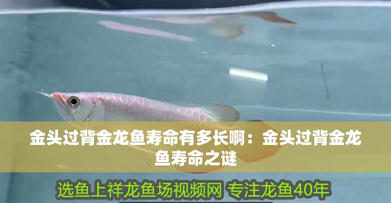 金頭過背金龍魚壽命有多長啊：金頭過背金龍魚壽命之謎