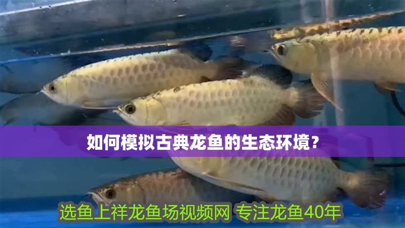 如何模擬古典龍魚(yú)的生態(tài)環(huán)境？
