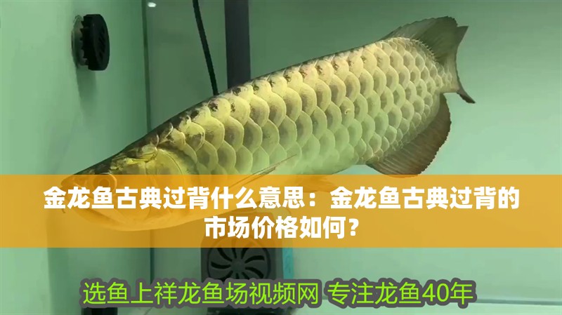 金龍魚古典過背什么意思：金龍魚古典過背的市場(chǎng)價(jià)格如何？