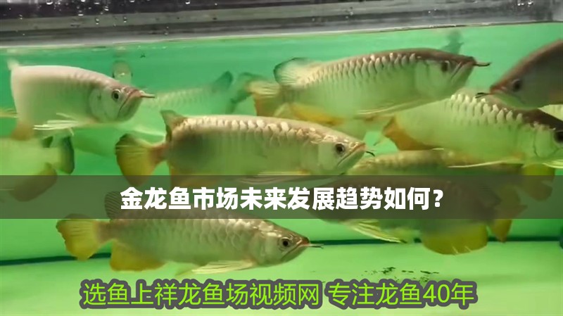 金龍魚市場未來發展趨勢如何？ 金龍魚市場未來發展趨勢如何？ 龍魚百科