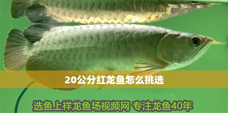 20公分紅龍魚怎么挑選