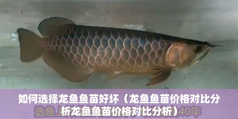 如何選擇龍魚魚苗好壞（龍魚魚苗價格對比分析龍魚魚苗價格對比分析）