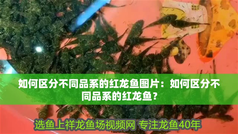 如何區(qū)分不同品系的紅龍魚圖片：如何區(qū)分不同品系的紅龍魚？
