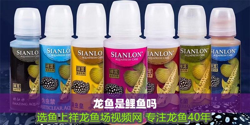 龍魚是鯉魚嗎 龍魚是鯉魚嗎 龍魚百科 第2張