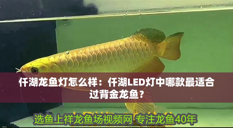 仟湖龍魚燈怎么樣：仟湖LED燈中哪款最適合過背金龍魚？