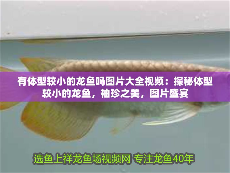 有體型較小的龍魚嗎圖片大全視頻：探秘體型較小的龍魚，袖珍之美，圖片盛宴