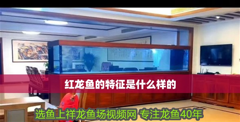 紅龍魚的特征是什么樣的