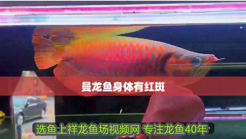 曼龍魚(yú)身體有紅斑