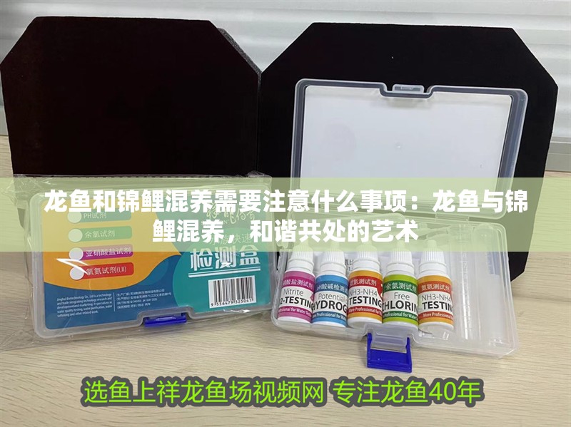 龍魚和錦鯉混養需要注意什么事項：龍魚與錦鯉混養，和諧共處的藝術