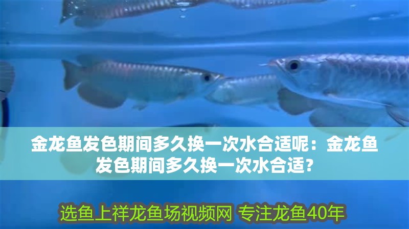 金龍魚發(fā)色期間多久換一次水合適呢：金龍魚發(fā)色期間多久換一次水合適？