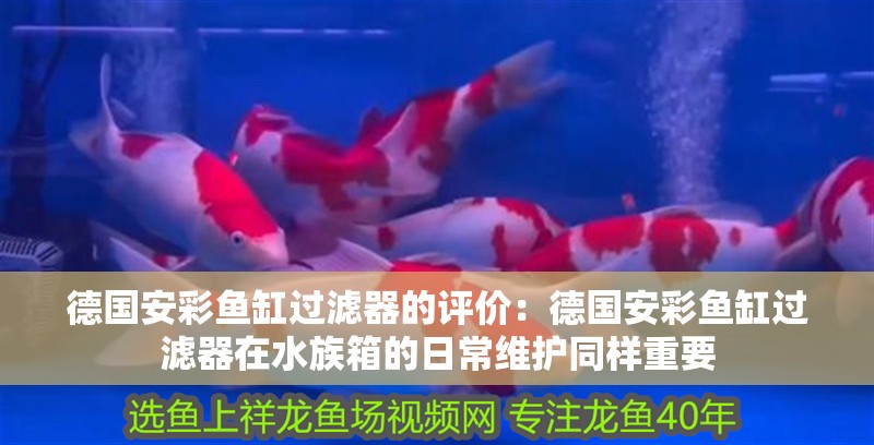 德國安彩魚缸過濾器的評價：德國安彩魚缸過濾器在水族箱的日常維護(hù)同樣重要