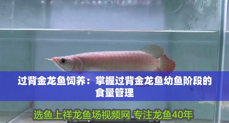 過背金龍魚飼養：掌握過背金龍魚幼魚階段的食量管理