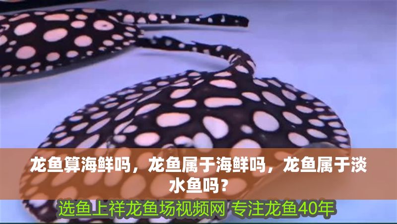 龍魚算海鮮嗎，龍魚屬于海鮮嗎，龍魚屬于淡水魚嗎？ 龍魚算海鮮嗎，龍魚屬于海鮮嗎，龍魚屬于淡水魚嗎？ 龍魚百科 第2張