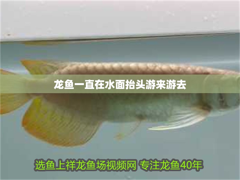 龍魚一直在水面抬頭游來游去