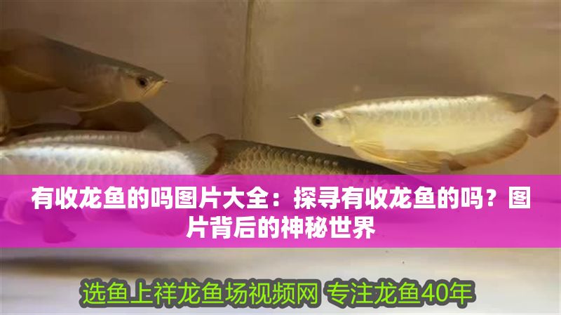 有收龍魚的嗎圖片大全：探尋有收龍魚的嗎？圖片背后的神秘世界