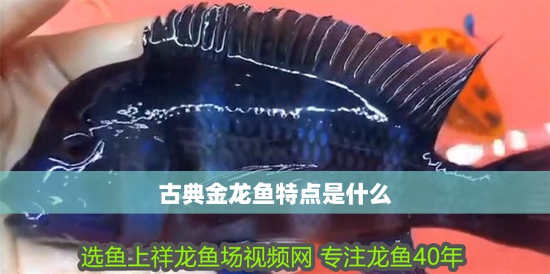 古典金龍魚特點是什么