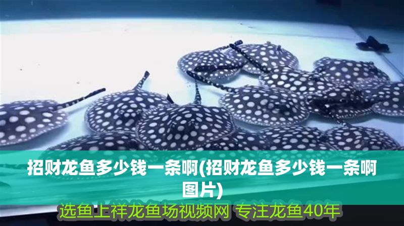 招財龍魚多少錢一條啊(招財龍魚多少錢一條啊圖片)
