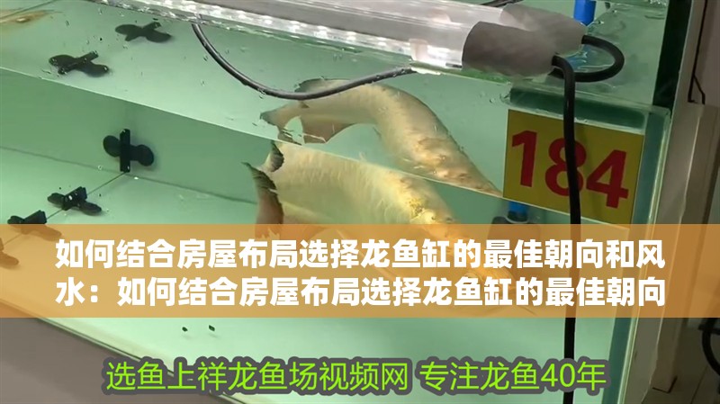 如何結(jié)合房屋布局選擇龍魚缸的最佳朝向和風(fēng)水：如何結(jié)合房屋布局選擇龍魚缸的最佳朝向？