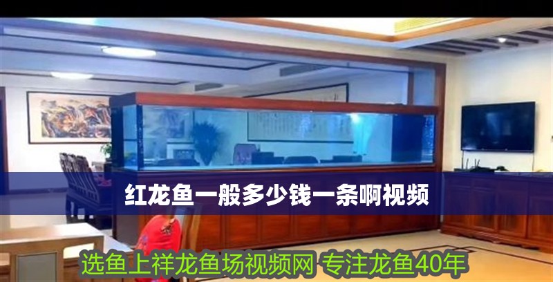 紅龍魚一般多少錢一條啊視頻 紅龍魚一般多少錢一條啊視頻 龍魚百科