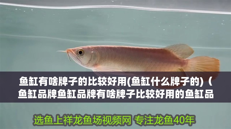 魚缸有啥牌子的比較好用(魚缸什么牌子的)（魚缸品牌魚缸品牌有啥牌子比較好用的魚缸品牌有哪些）