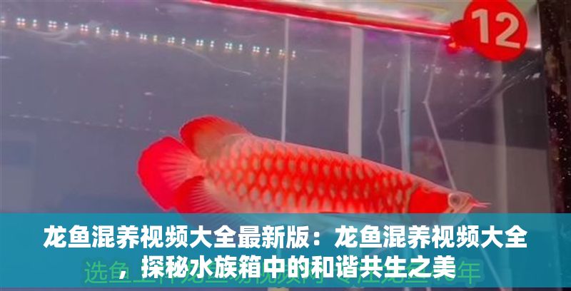 龍魚混養(yǎng)視頻大全最新版：龍魚混養(yǎng)視頻大全，探秘水族箱中的和諧共生之美