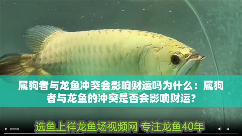 屬狗者與龍魚沖突會影響財運嗎為什么：屬狗者與龍魚的沖突是否會影響財運？