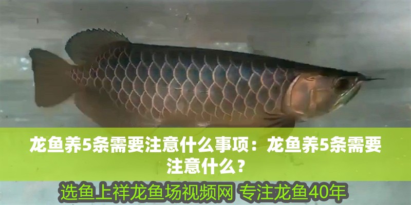 龍魚養5條需要注意什么事項：龍魚養5條需要注意什么？