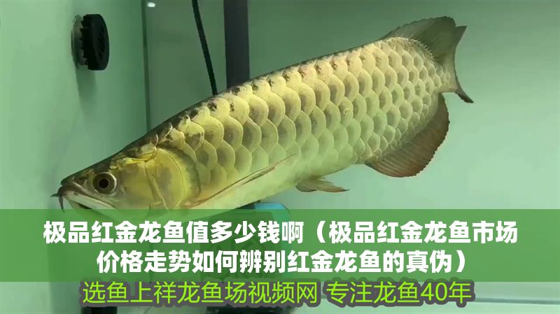 極品紅金龍魚值多少錢啊（極品紅金龍魚市場價格走勢如何辨別紅金龍魚的真偽）