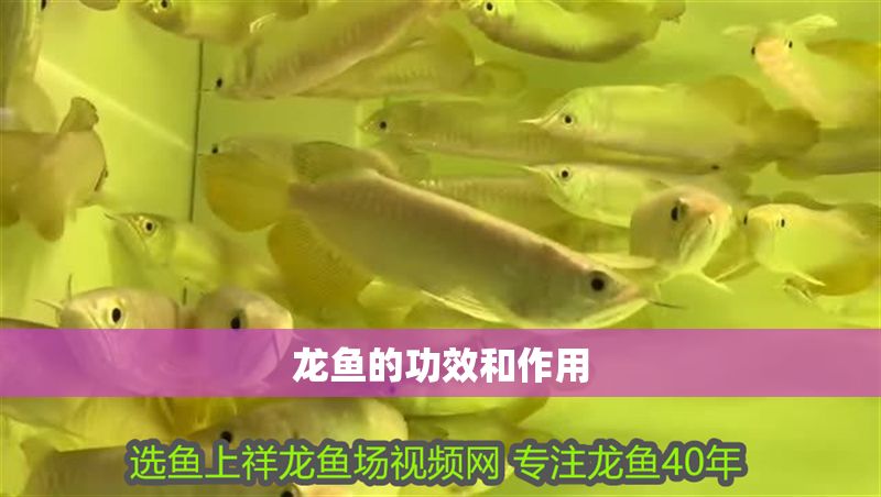 龍魚的功效和作用