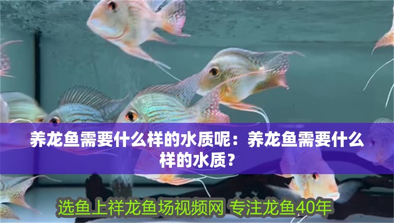 養龍魚需要什么樣的水質呢：養龍魚需要什么樣的水質？