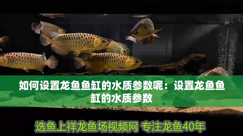 如何設置龍魚魚缸的水質參數呢：設置龍魚魚缸的水質參數