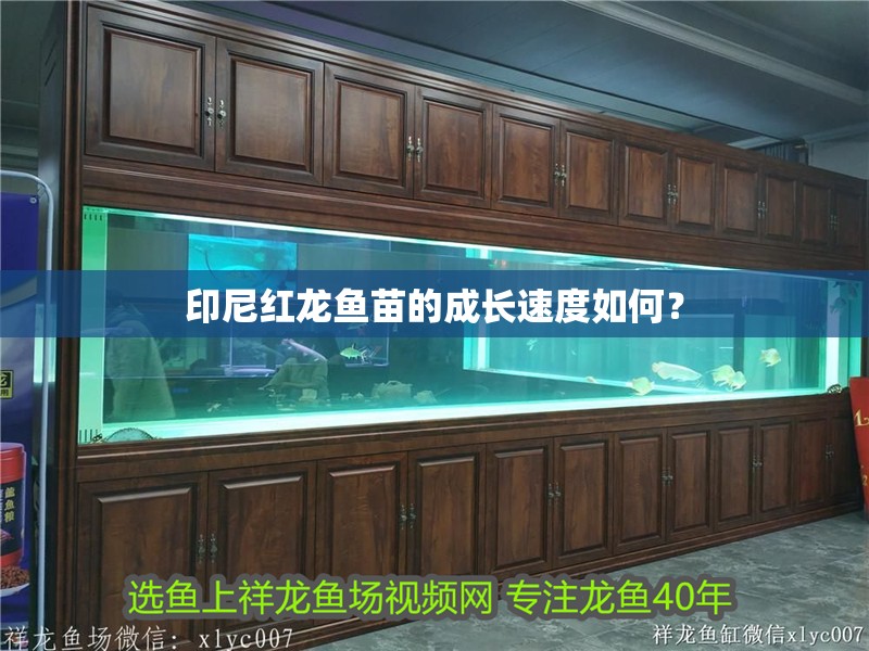 印尼紅龍魚苗的成長速度如何？
