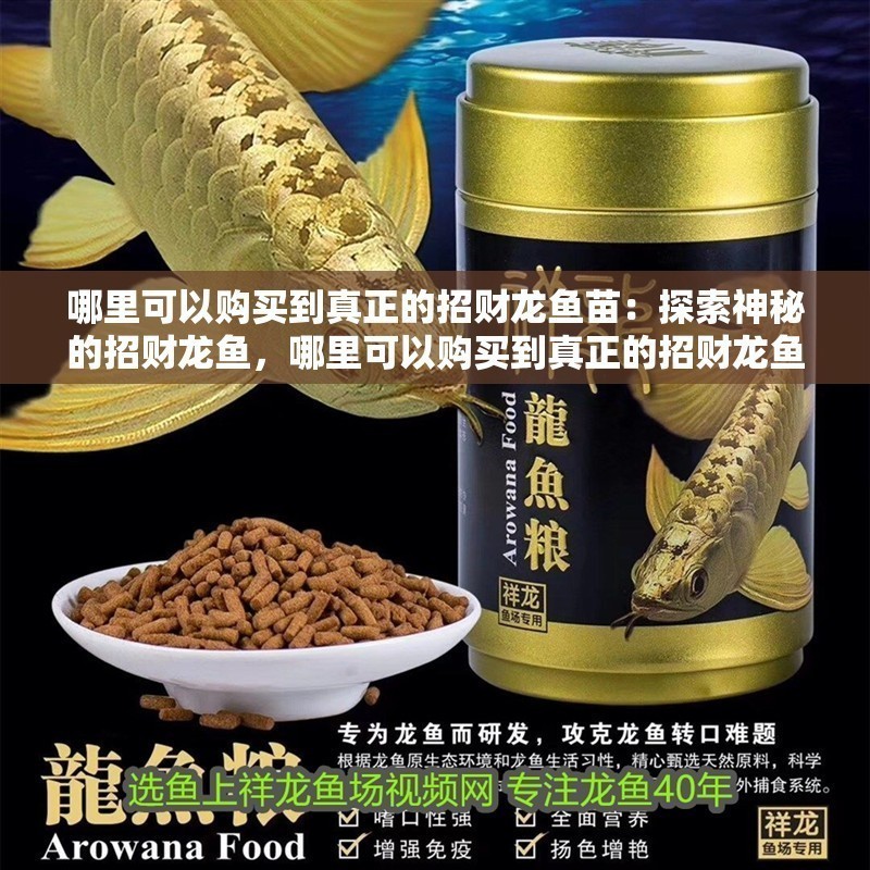 哪里可以購買到真正的招財龍魚苗：探索神秘的招財龍魚，哪里可以購買到真正的招財龍魚