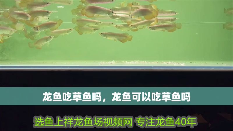 龍魚吃草魚嗎，龍魚可以吃草魚嗎