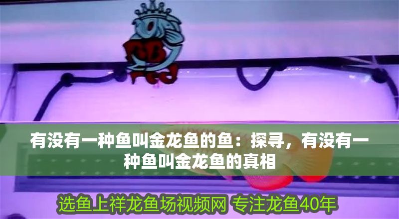 有沒有一種魚叫金龍魚的魚：探尋，有沒有一種魚叫金龍魚的真相