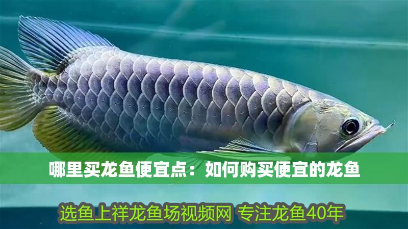 哪里買龍魚便宜點：如何購買便宜的龍魚