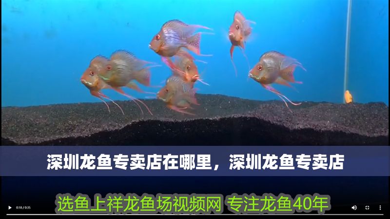 深圳龍魚專賣店在哪里,深圳龍魚專賣店 龍魚百科 第2張 深圳龍魚專賣店在哪里,深圳龍魚專賣店 深圳龍魚專賣店在哪里,深圳龍魚專賣店 龍魚百科 第2張