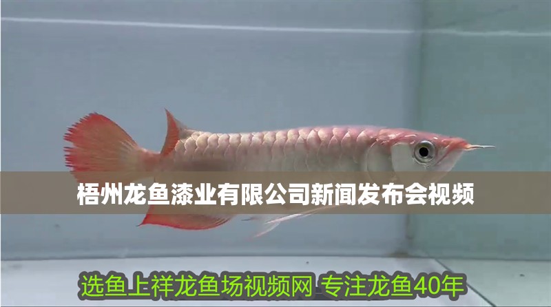 梧州龍魚漆業有限公司新聞發布會視頻