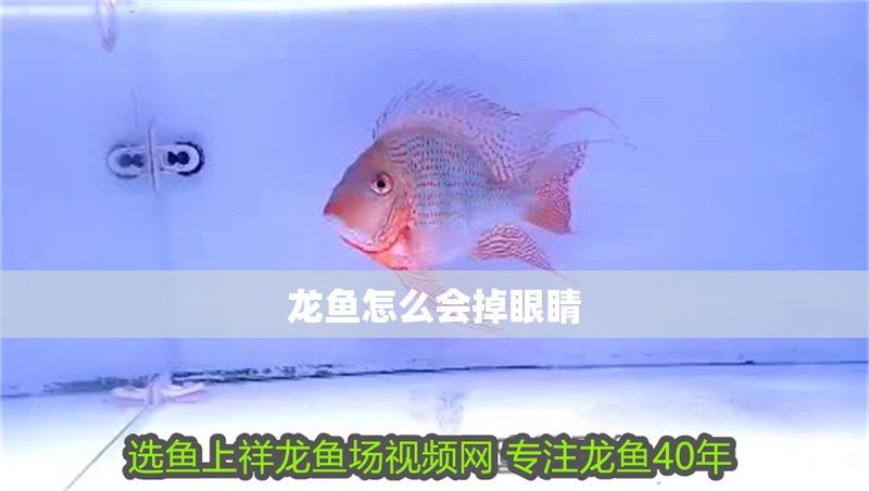 龍魚(yú)怎么會(huì)掉眼睛