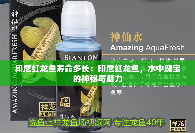 印尼紅龍魚壽命多長：印尼紅龍魚，水中瑰寶的神秘與魅力