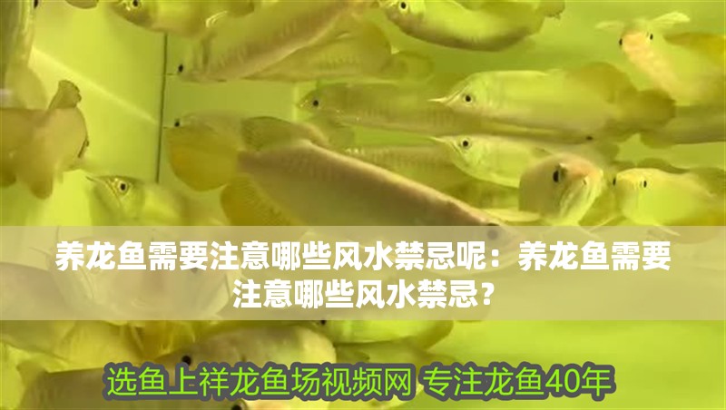 養(yǎng)龍魚需要注意哪些風(fēng)水禁忌呢：養(yǎng)龍魚需要注意哪些風(fēng)水禁忌？
