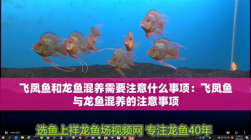 飛鳳魚和龍魚混養(yǎng)需要注意什么事項(xiàng)：飛鳳魚與龍魚混養(yǎng)的注意事項(xiàng)